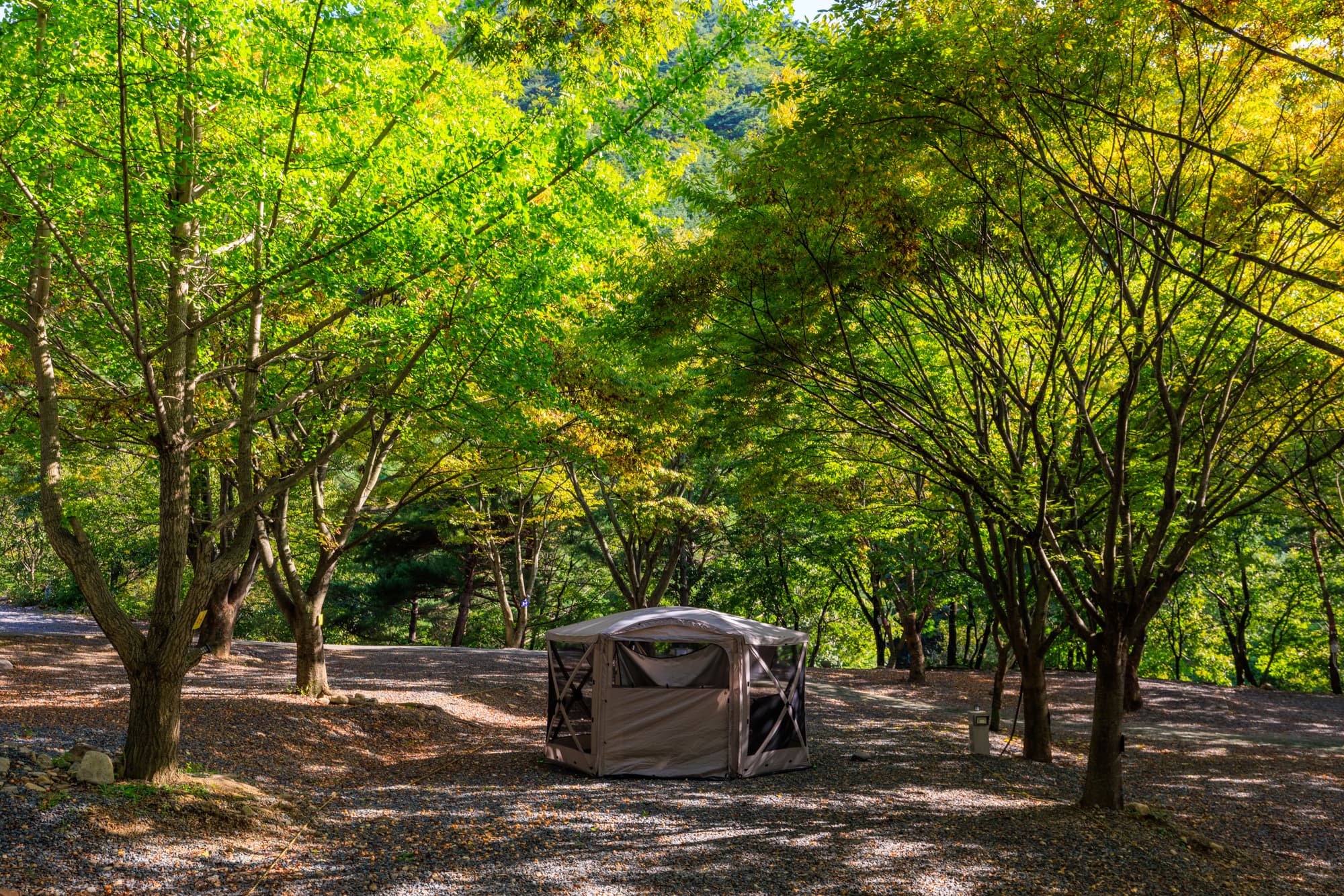 약초농원 캠핑장 이미지 3