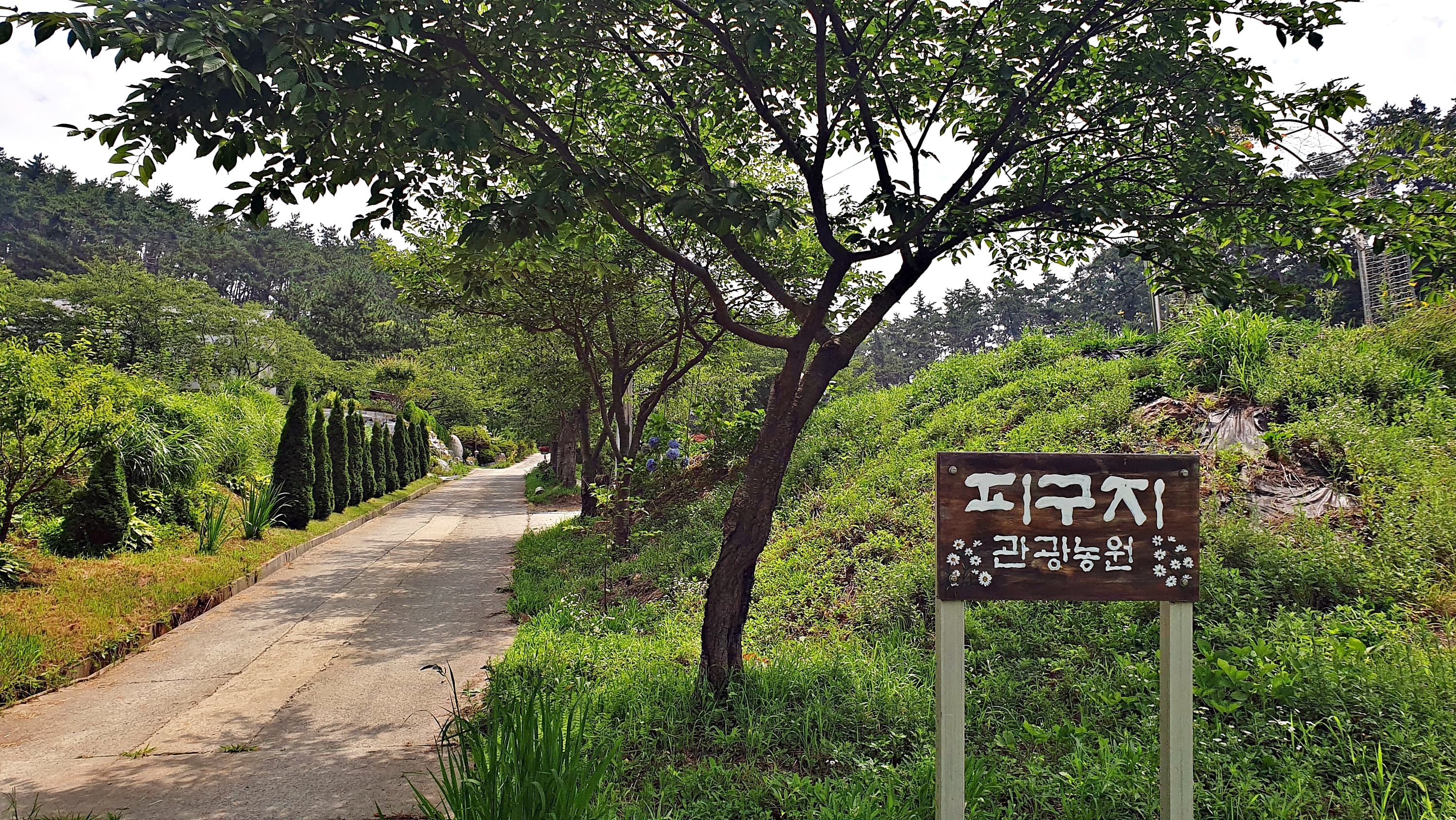 피구지 관광농원 이미지 2