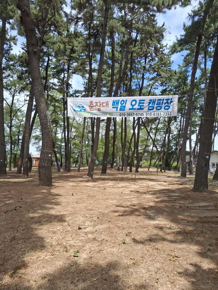 춘장대 백일 캠핑장
