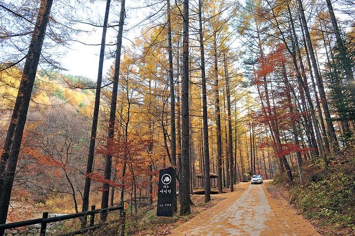 국립청옥산자연휴양림제1야영장