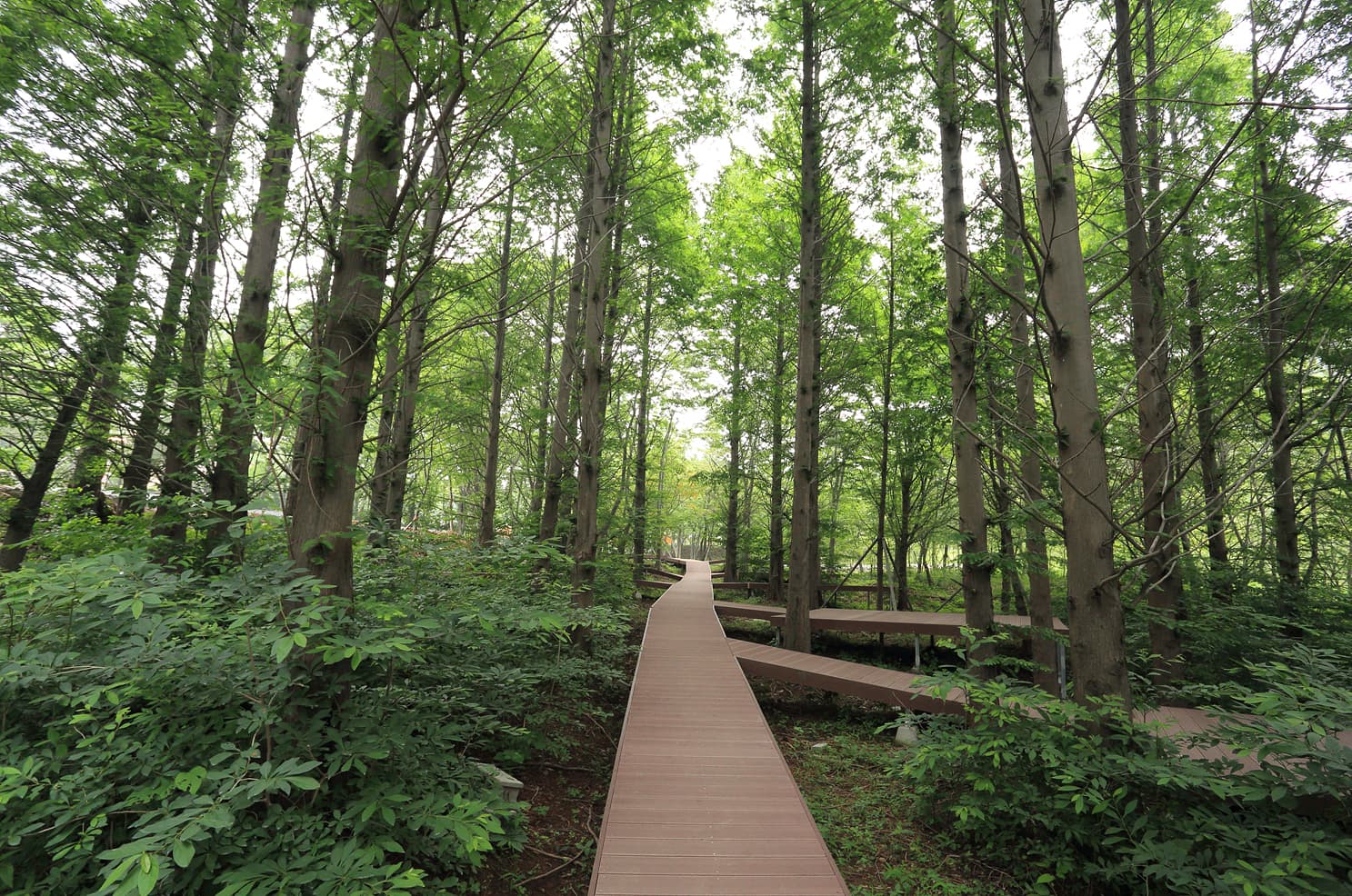 노꼬담꼬 이미지 2