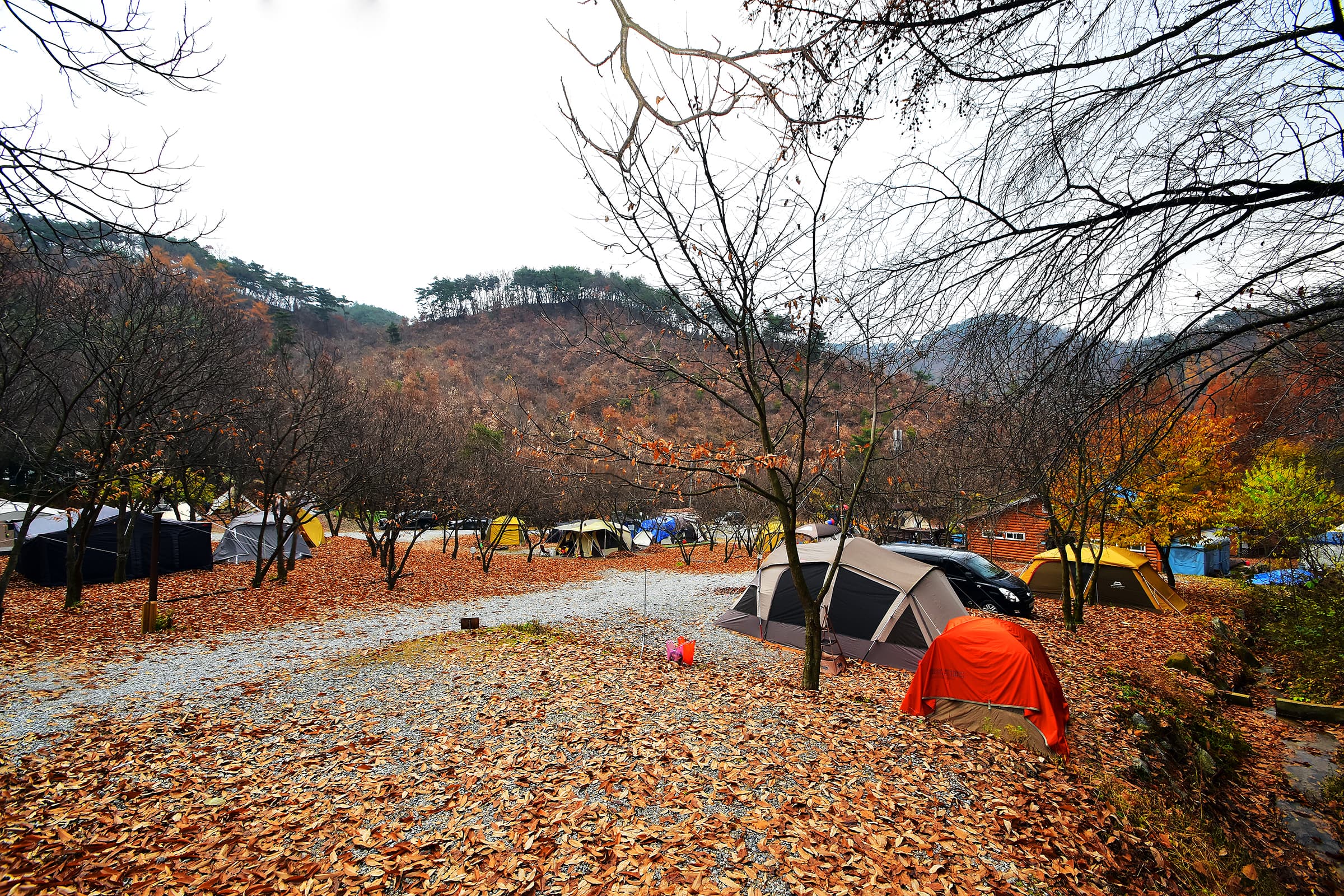 LAFORESTA(라포레스타) 이미지 2