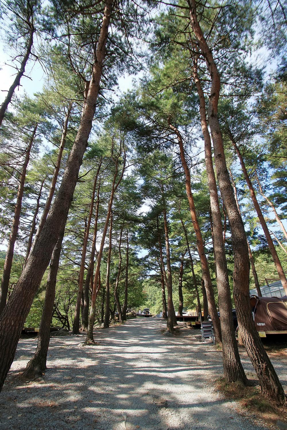 대관령 솔내음 오토 캠핑장 이미지 3