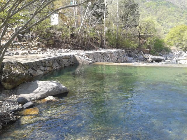 빛 생명 숲 사지목 이미지 2