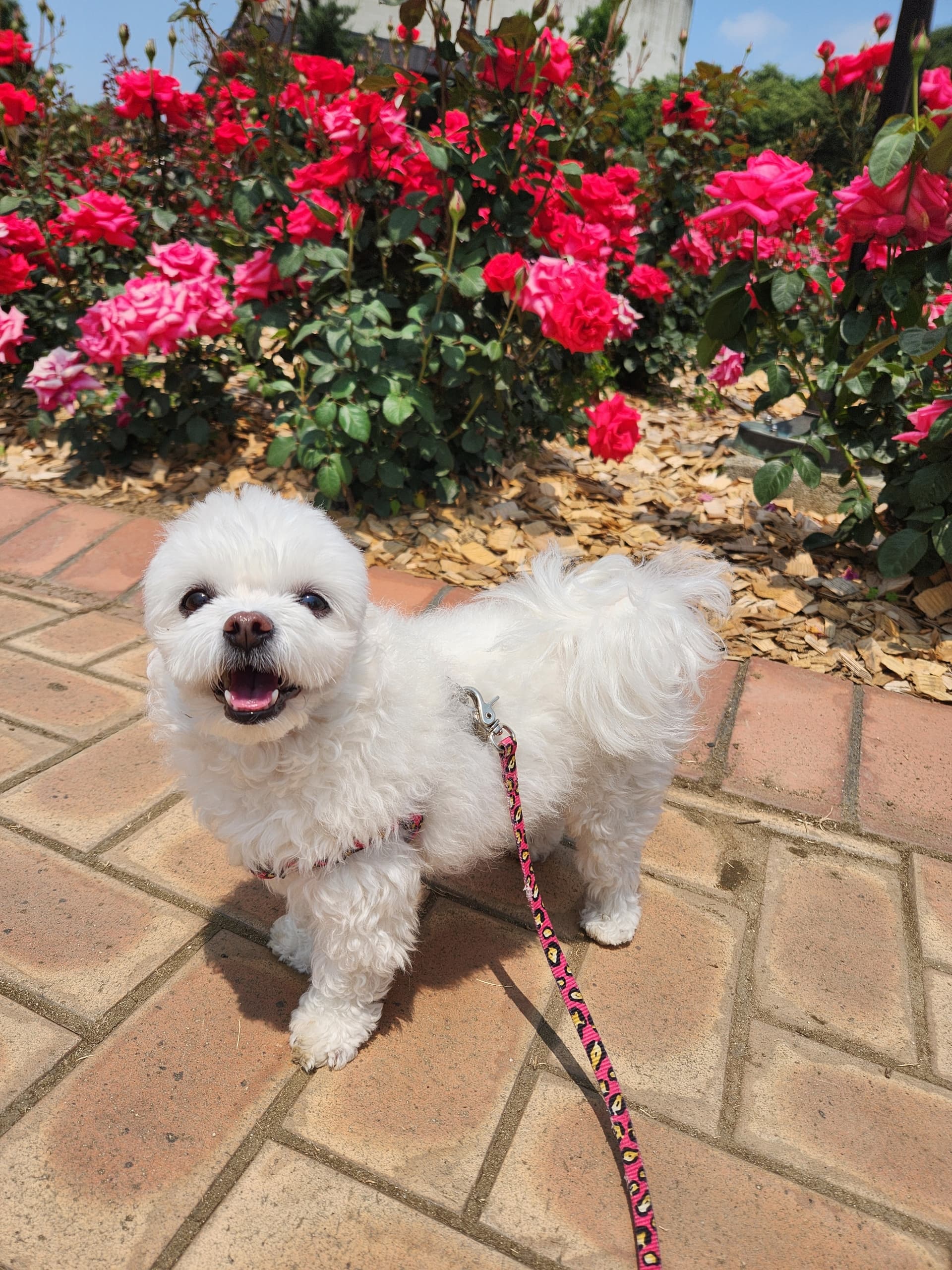 양평 몽 캠핑장 이미지 2